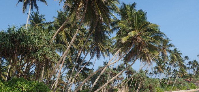 Talvea pakoon Sri Lankaan