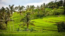 Paratiisisaari Bali